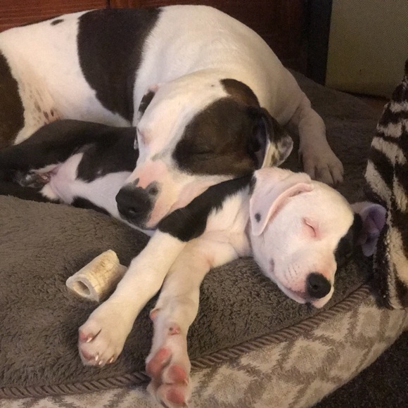 Meet your Posher, Sierra - Picture 3 of 8